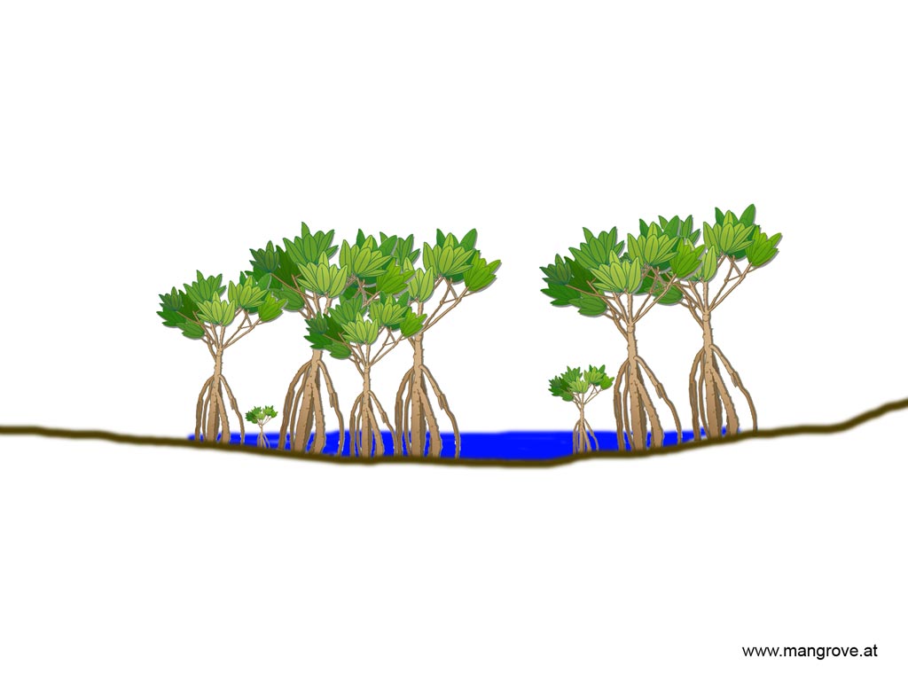 basin mangrove forest wet season